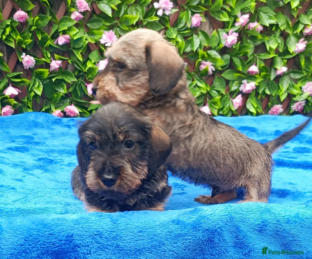 Miniature Dachshund dogs for sale: READY NOW MINI WIRES KC REG LAFORA PRA CL - Advert 5