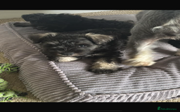 Miniature Schnauzer dogs for sale: 1 male miniature schnauzer puppy left - Image 4