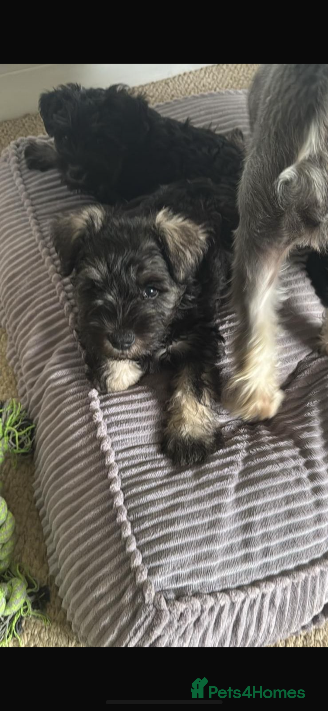Miniature Schnauzer dogs for sale: 1 male miniature schnauzer puppy left - Image 4