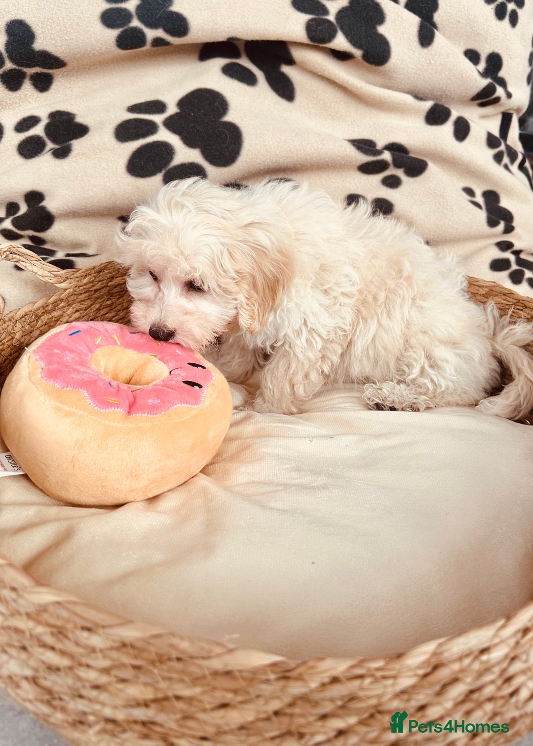 Maltipoo dogs for sale: F1 Toy Maltipoo puppys   - Image 24