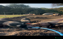 Pig livestock for sale: Saddleback X Weaners  - Image 3