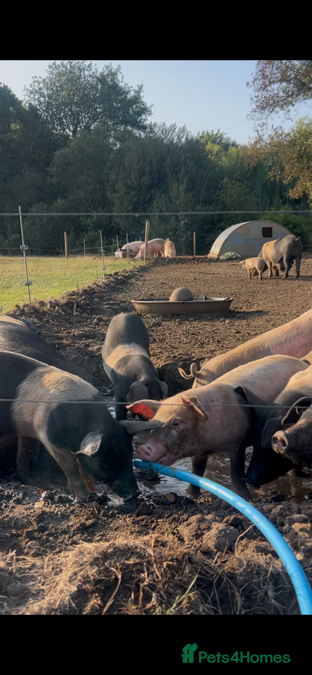 Pig livestock for sale: Saddleback X Weaners  - Image 3