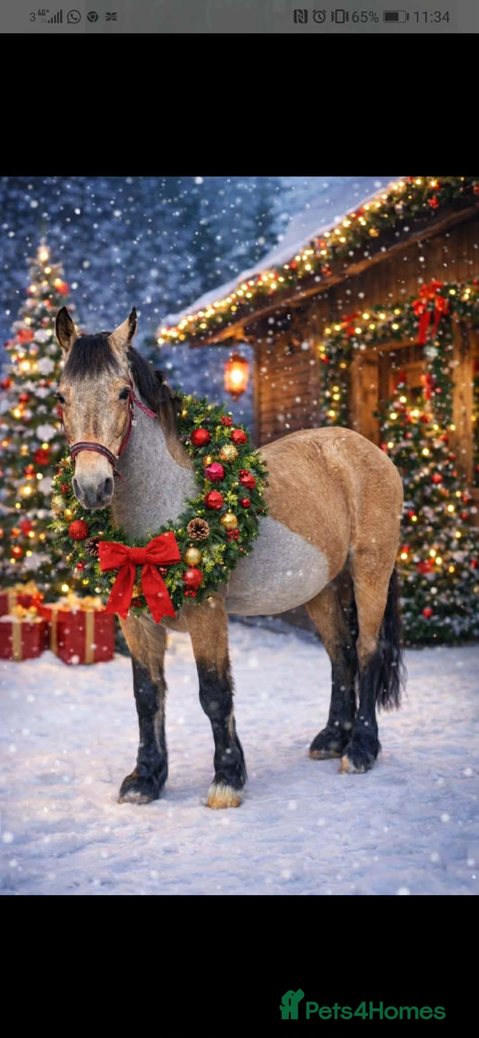 Welsh Section D horses Goldie - Dun Section D  - Advert 1