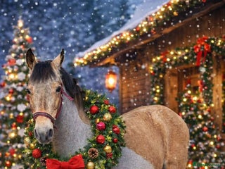 Welsh Section D horses Goldie - Dun Section D - Advert 1