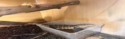 Monitor reptiles for sale: Nile monitor 8 months old  - Advert 2