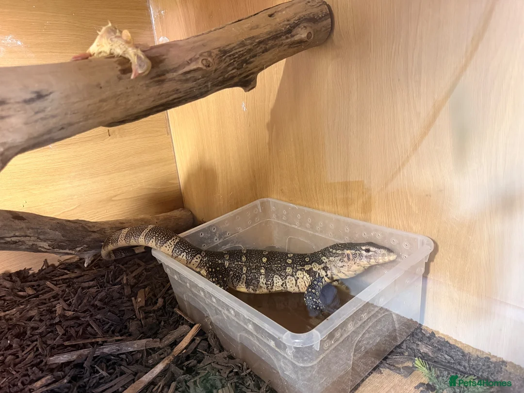 Monitor reptiles for sale: Nile monitor 8 months old  - Advert 2