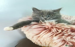 Maine Coon cats for sale: 5 Generation pedigree BLACK SMOKE kittens  - Image 27