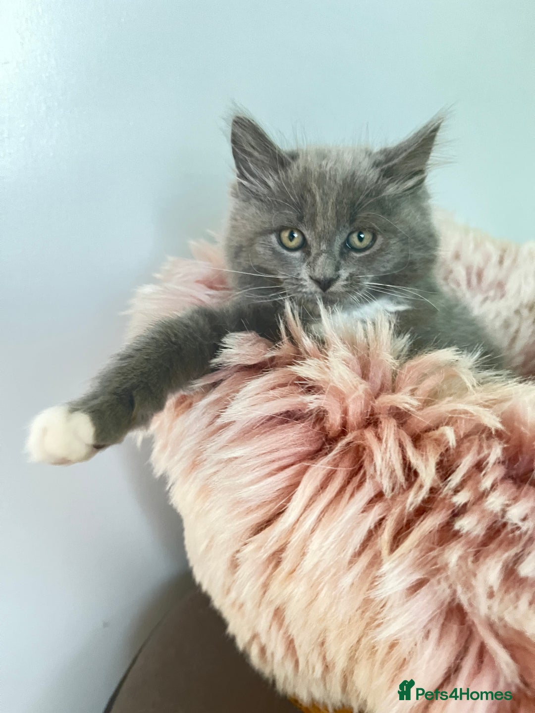 Maine Coon cats for sale: 5 Generation pedigree BLACK SMOKE kittens  - Image 27
