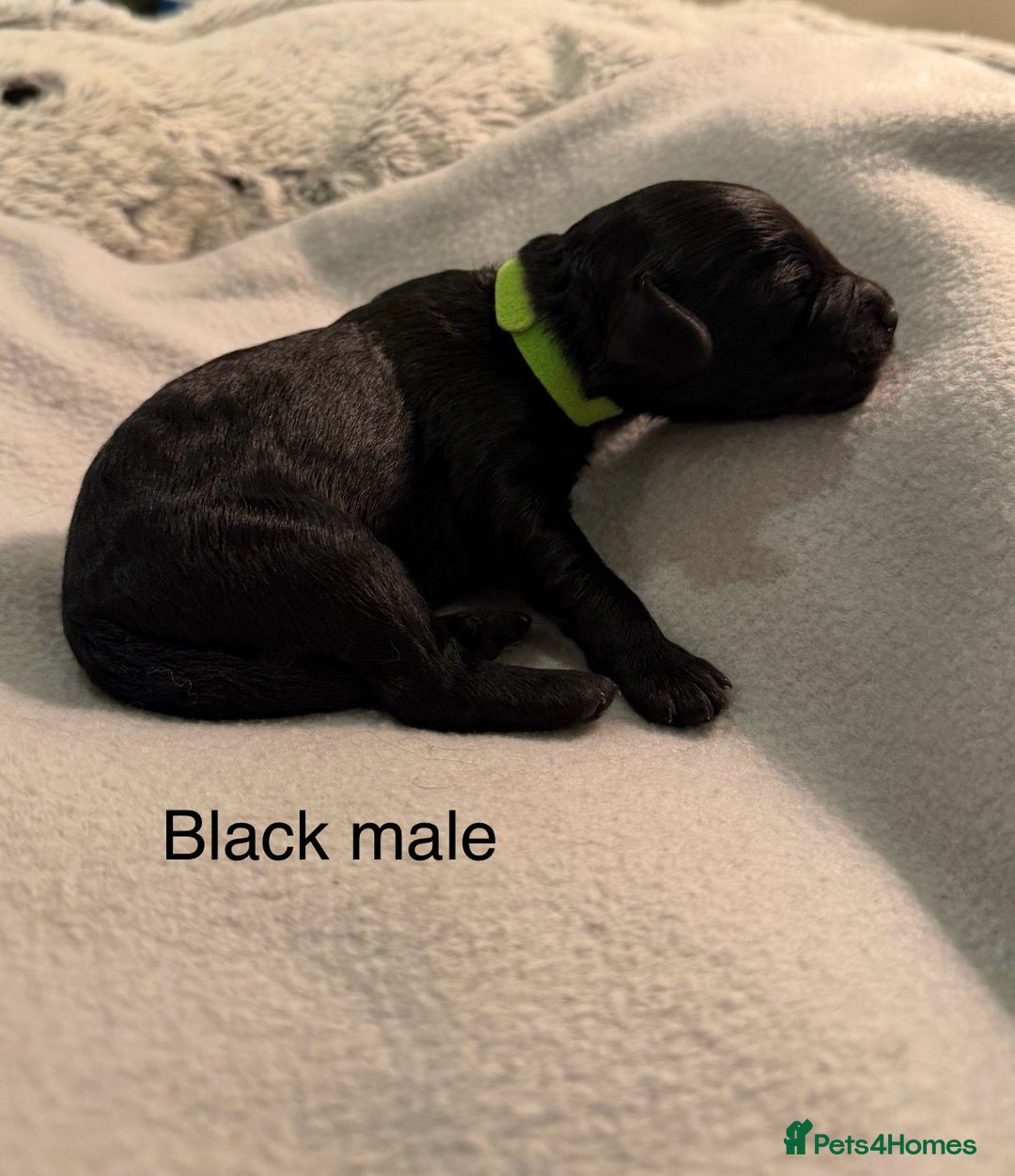 Cockapoo dogs for sale: F1b Cockapoo Puppies - Image 2