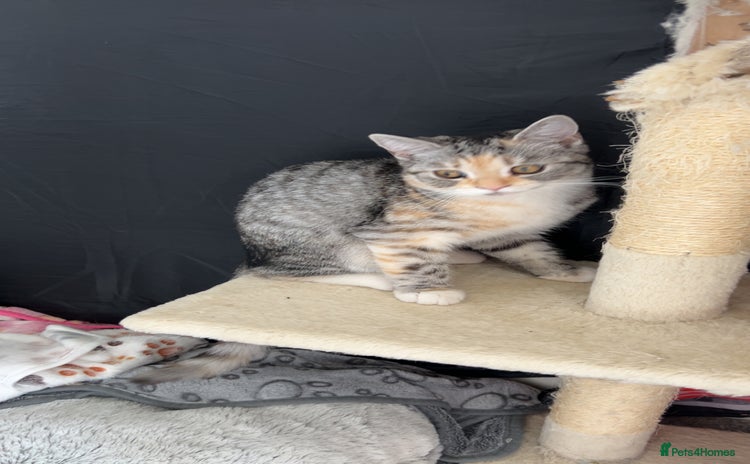 Persian cats - Advert 13