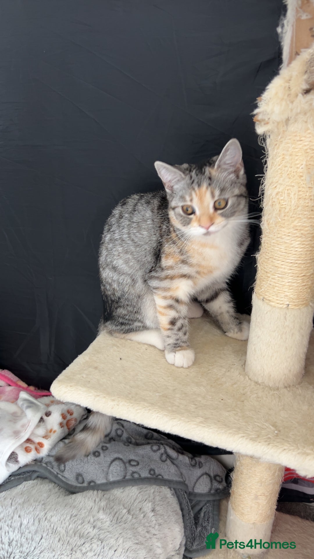 Persian cats for sale: Female Himalayan X chinchilla Persian Kitten  - Image 2