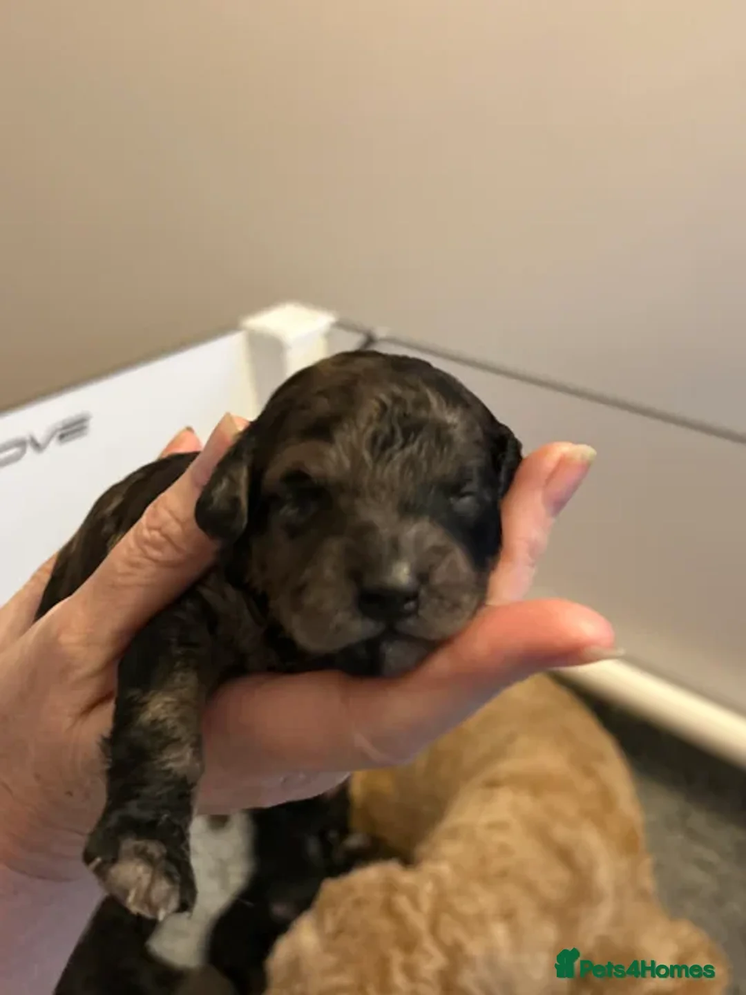 Mini Goldendoodle dogs for sale:  Gorgeous GOLDENDOODLES F1b  - Advert 23