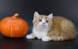 Scottish Fold cats for sale: LICENSED CATTERY, PURE BREED TOP QUALITY KITTENS - Image 10
