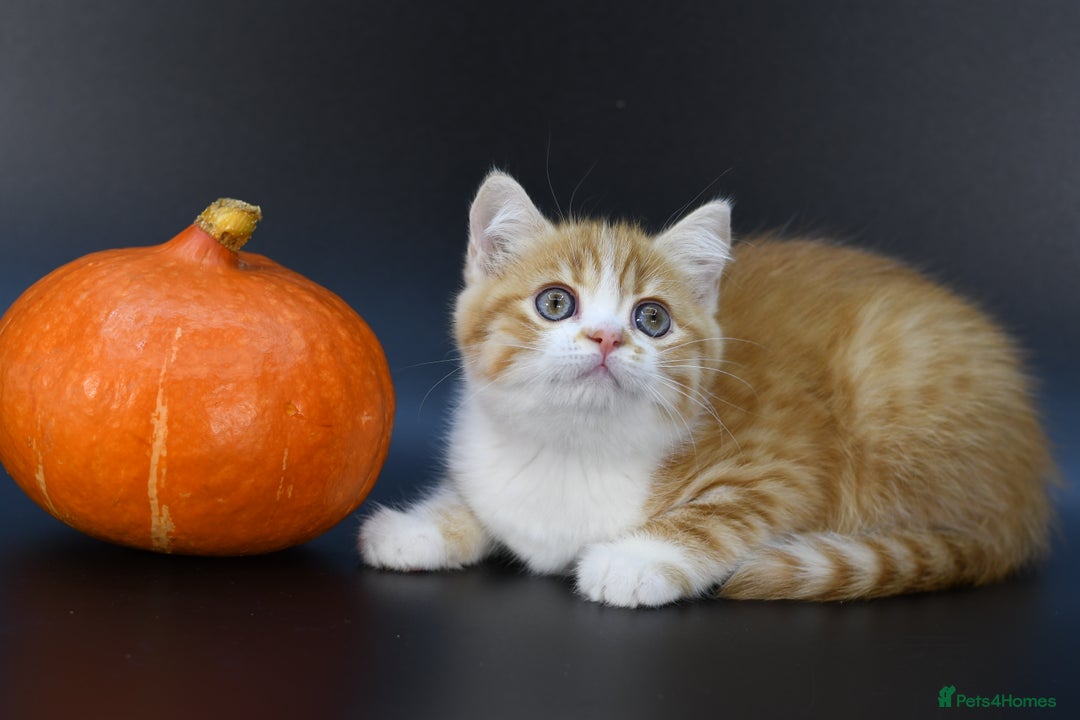 Scottish Fold cats for sale: LICENSED CATTERY, PURE BREED TOP QUALITY KITTENS - Image 10