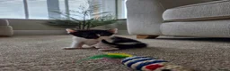 Mixed Breed cats for sale:  Black / white polydactyl boy, handreared by RVN in Birmingham - Advert 5