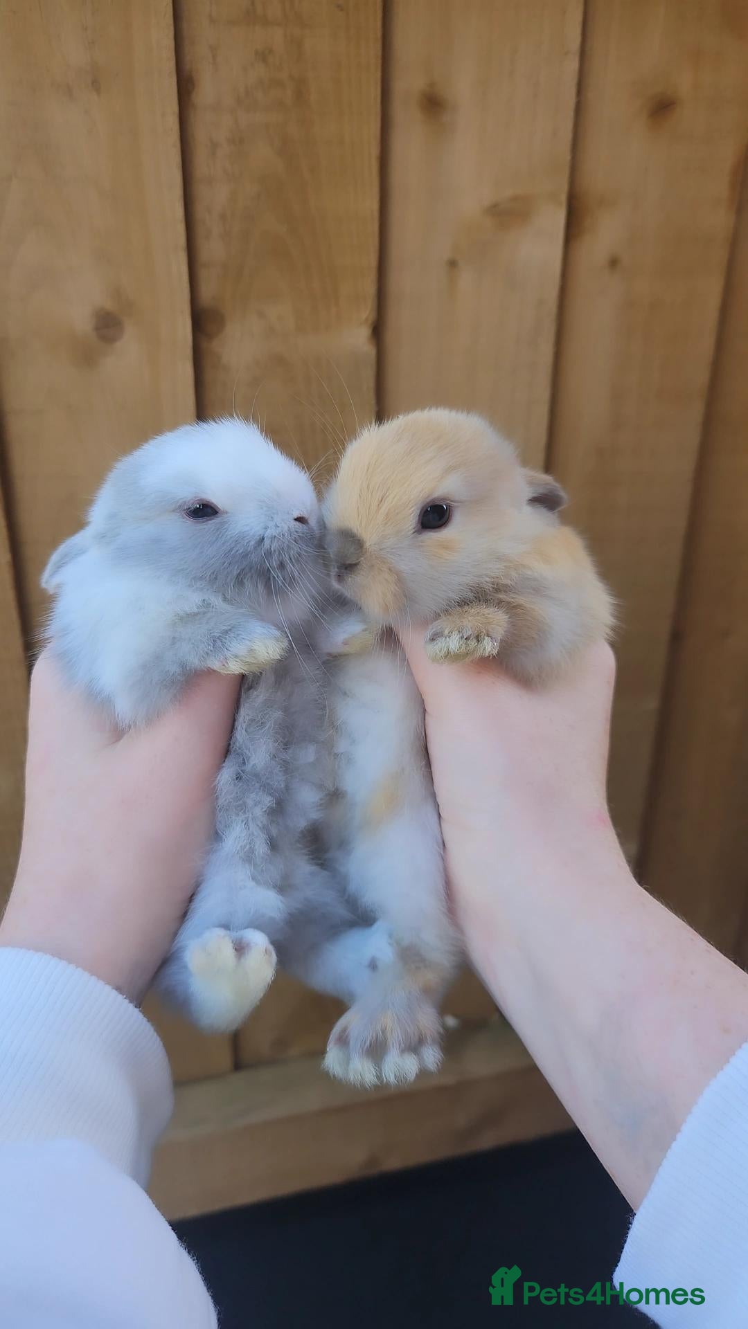 Mini Lop rabbits Mini lop bunnies - Advert 7