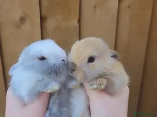 Mini Lop rabbits Mini lop bunnies - Advert 7