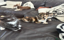 Mixed Breed cats for sale: 2 beautiful tiny kittens  - Image 2