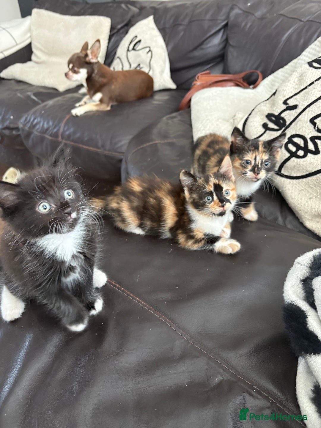 Mixed Breed cats for sale: 2 beautiful tiny kittens  - Image 2