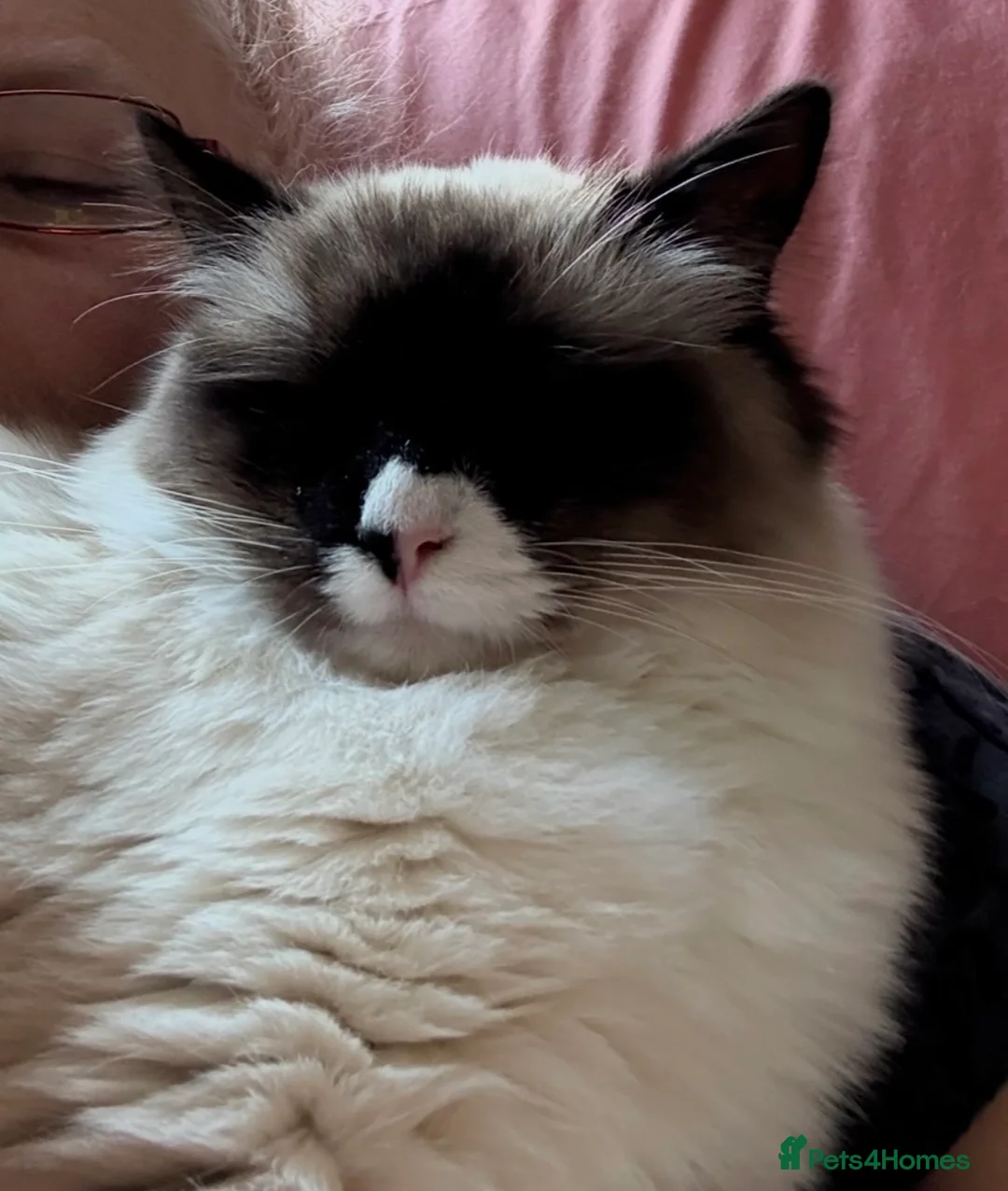 Ragdoll cats for sale: Beautiful Ragdoll female  - Advert 1