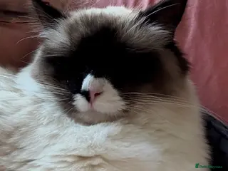 Ragdoll cats Beautiful Ragdoll female - Advert 11