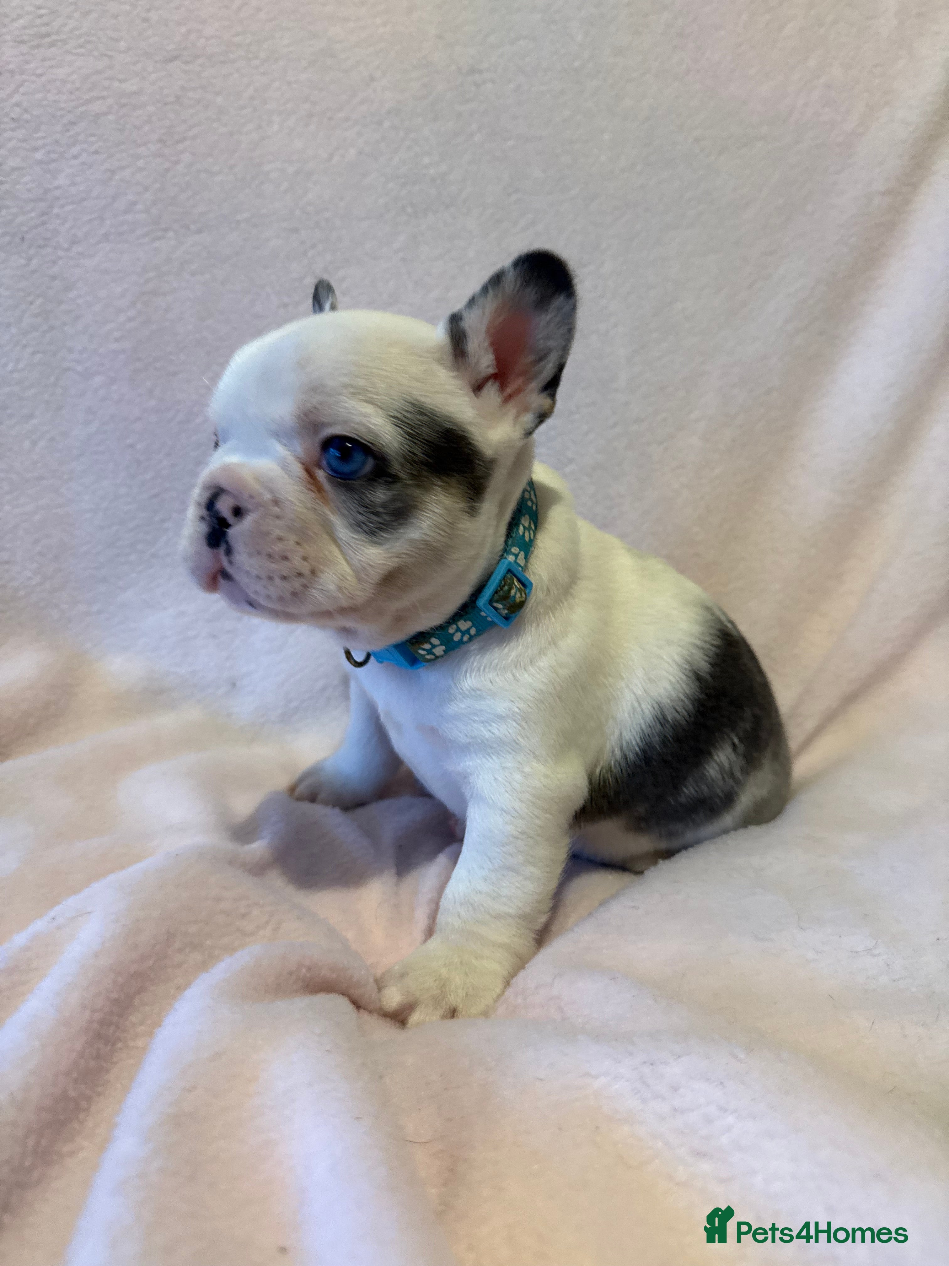 French Bulldog dogs 6 LEFT Beautiful KC reg French Bulldog puppies  - Advert 4