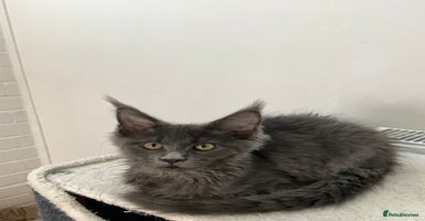 Maine Coon cats - Advert 16