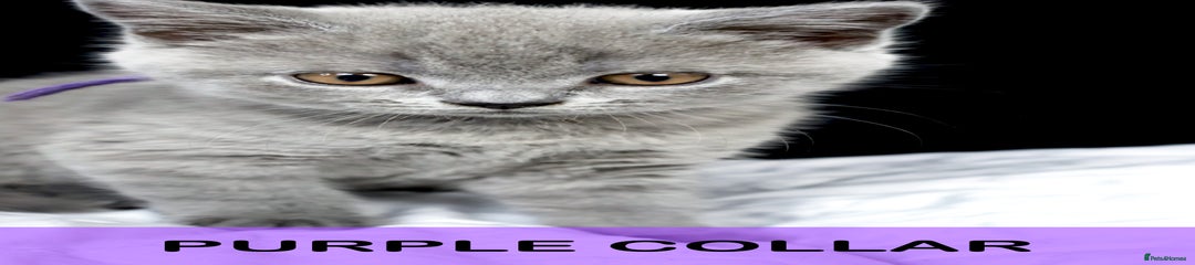 British Shorthair Blue (Purple Collar)