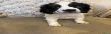 Sprocker 2 Buzz
