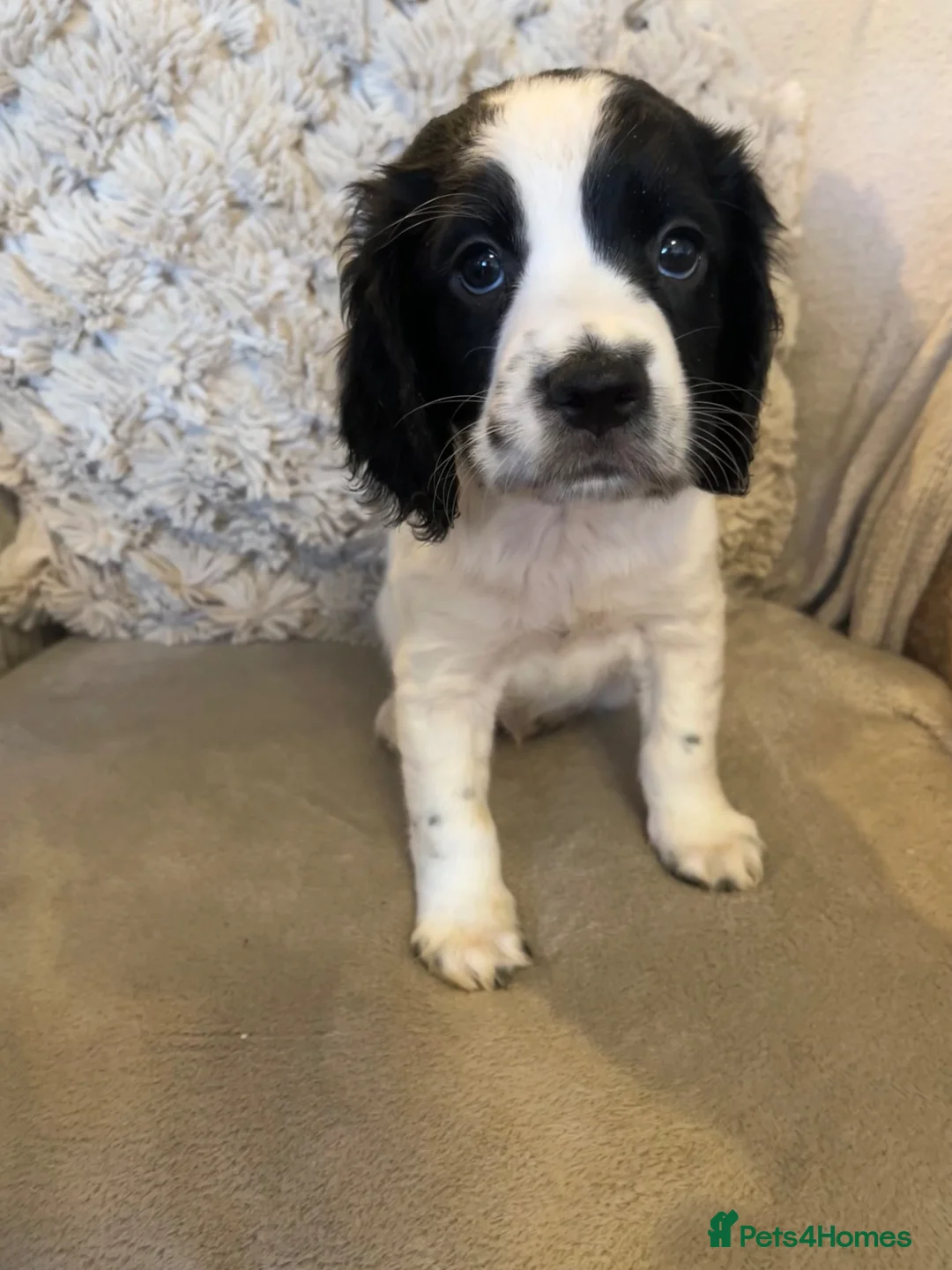 Sprocker dogs for sale: Beautiful Sprocker puppies  - Advert 15