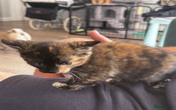 Mixed Breed cats for sale: Last female kitten - Image 1