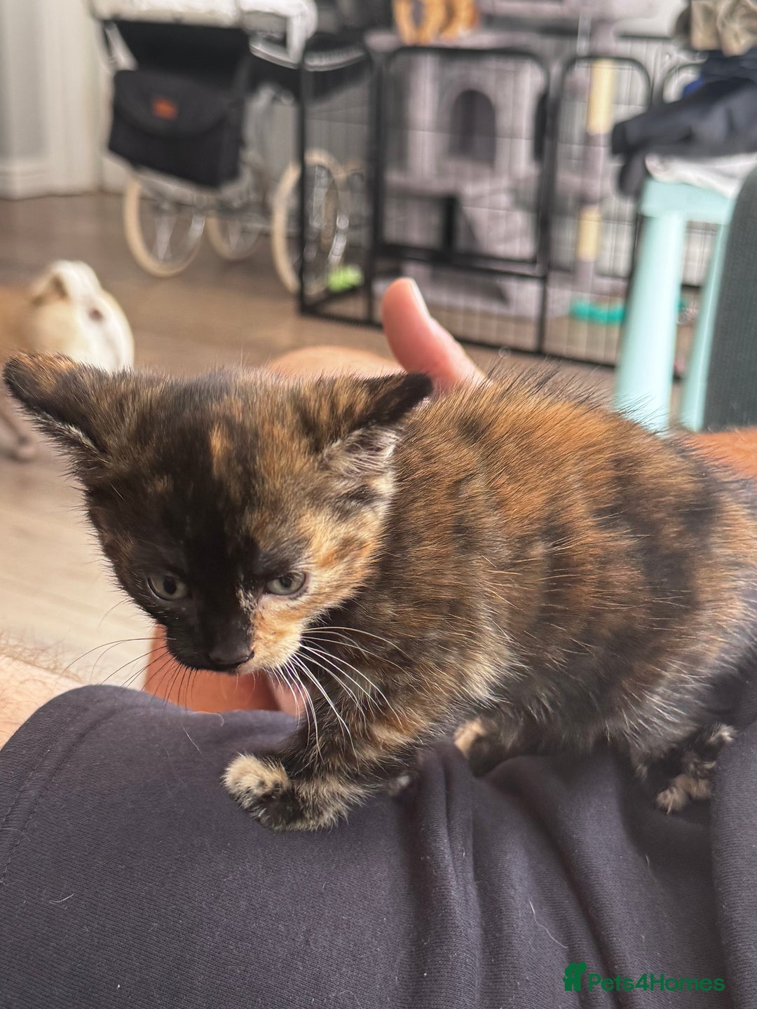 Mixed Breed cats for sale: Last female kitten - Image 1