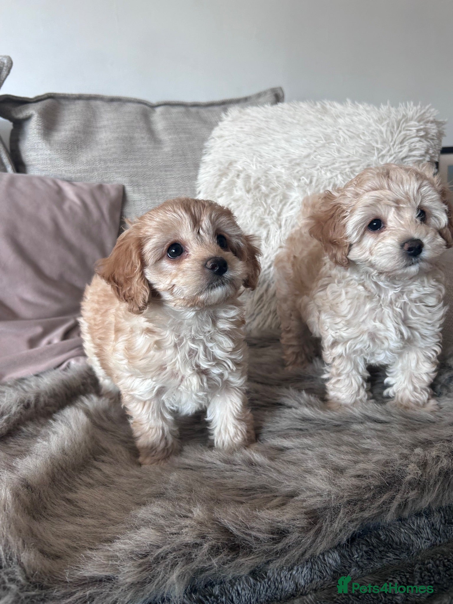Cavapoochon dogs Cavapoochon puppies looking for loving homes  - Advert 11