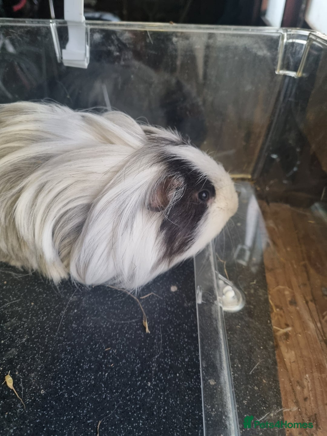 Guinea Pig rodents for sale: Three lovely guinea pigs looking for a new home - Advert 2