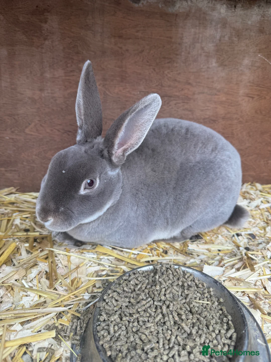 Rex rabbits for sale: Rex for sale  - Advert 6