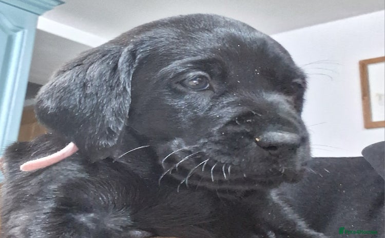 Labrador Retriever dogs - Advert 9