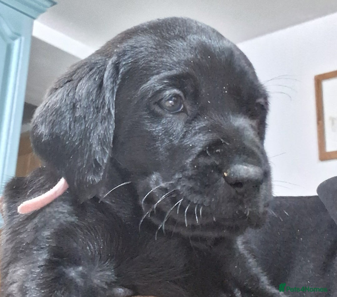 Labrador Retriever dogs for sale: 8 Beautiful Black Labrador Puppies - Image 2