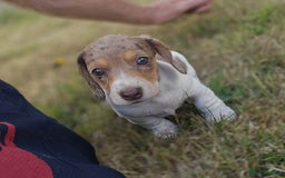 Miniature Dachshund dogs for sale: ‼️Last pup left‼️ 🐾Pied girl with ticked paws 🐾  - Image 15