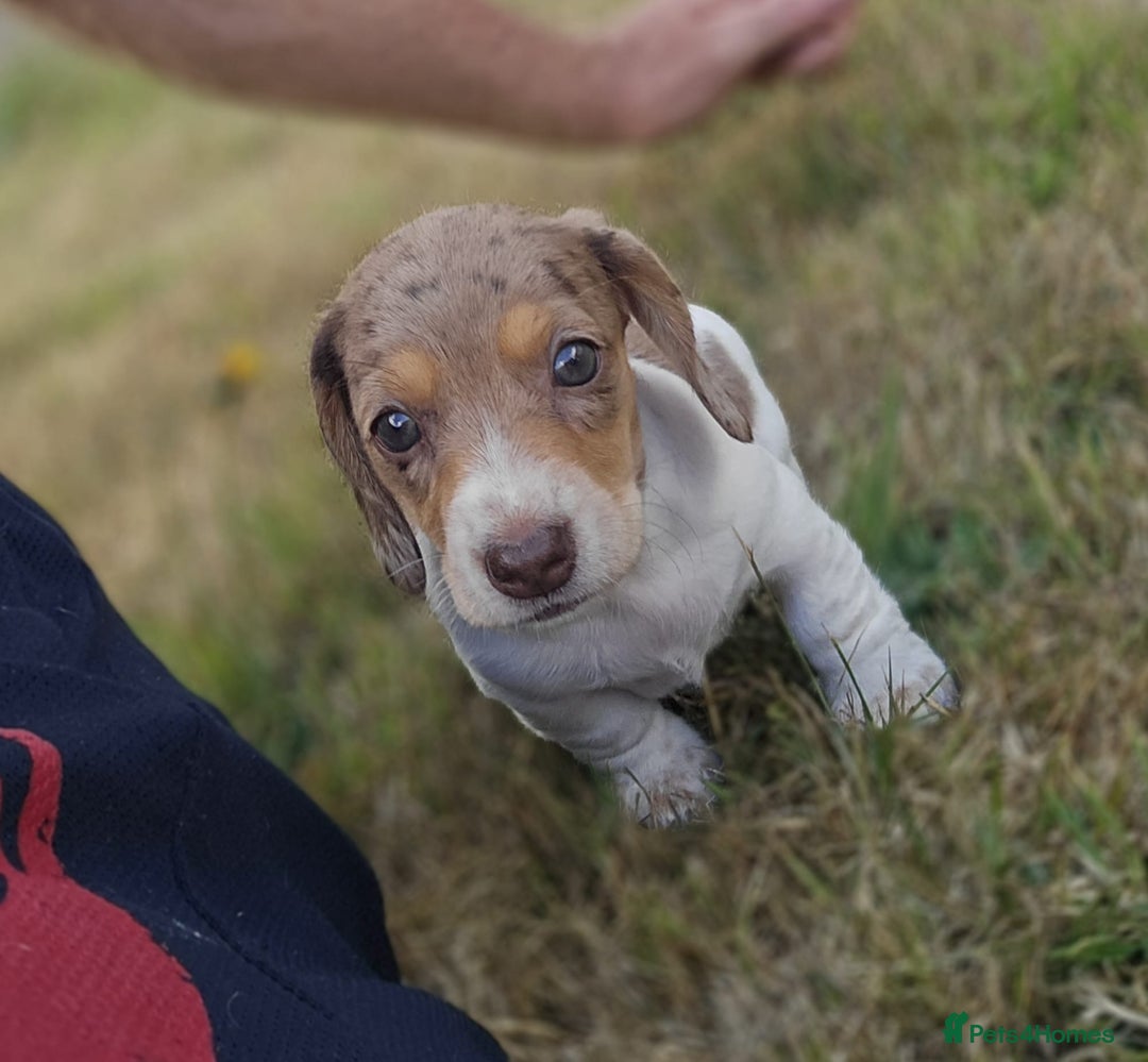 Miniature Dachshund dogs for sale: ‼️Last pup left‼️ 🐾Pied girl with ticked paws 🐾  - Image 15