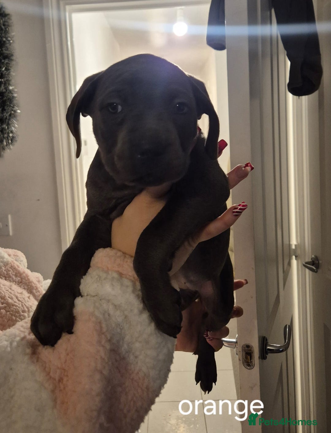 Cane Corso dogs for sale: Cane corso puppies - Advert 14