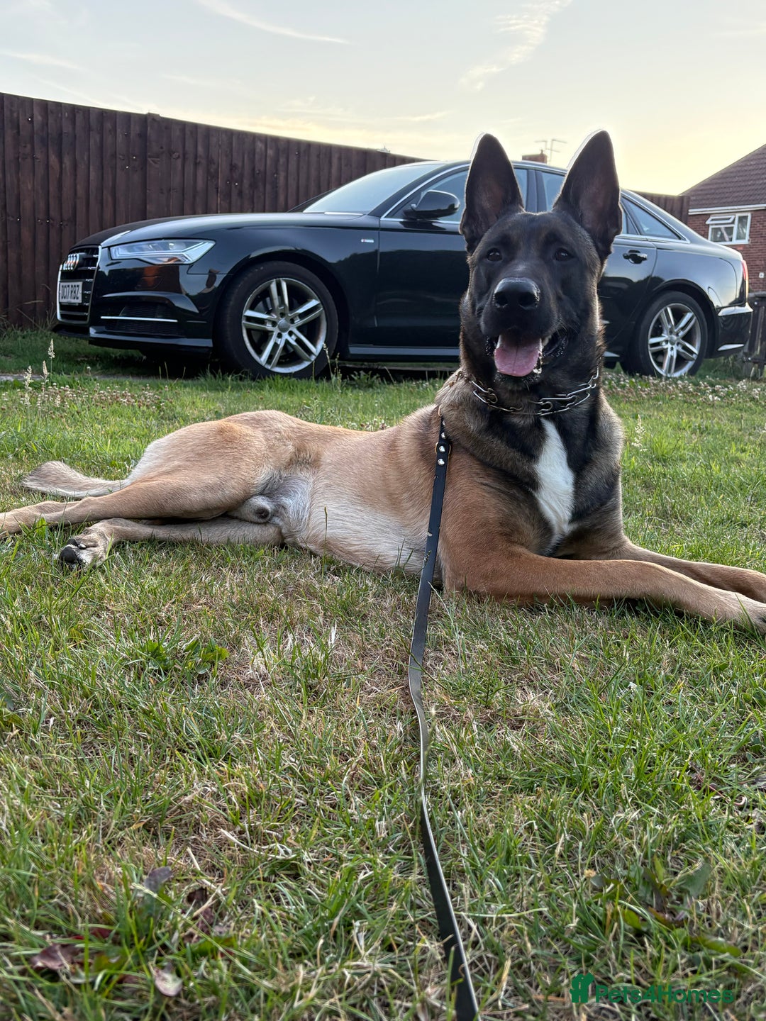 Belgian Shepherd Dog dogs for stud: Belgian Malinois  - Image 5