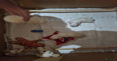 Maltese dogs - Advert 1