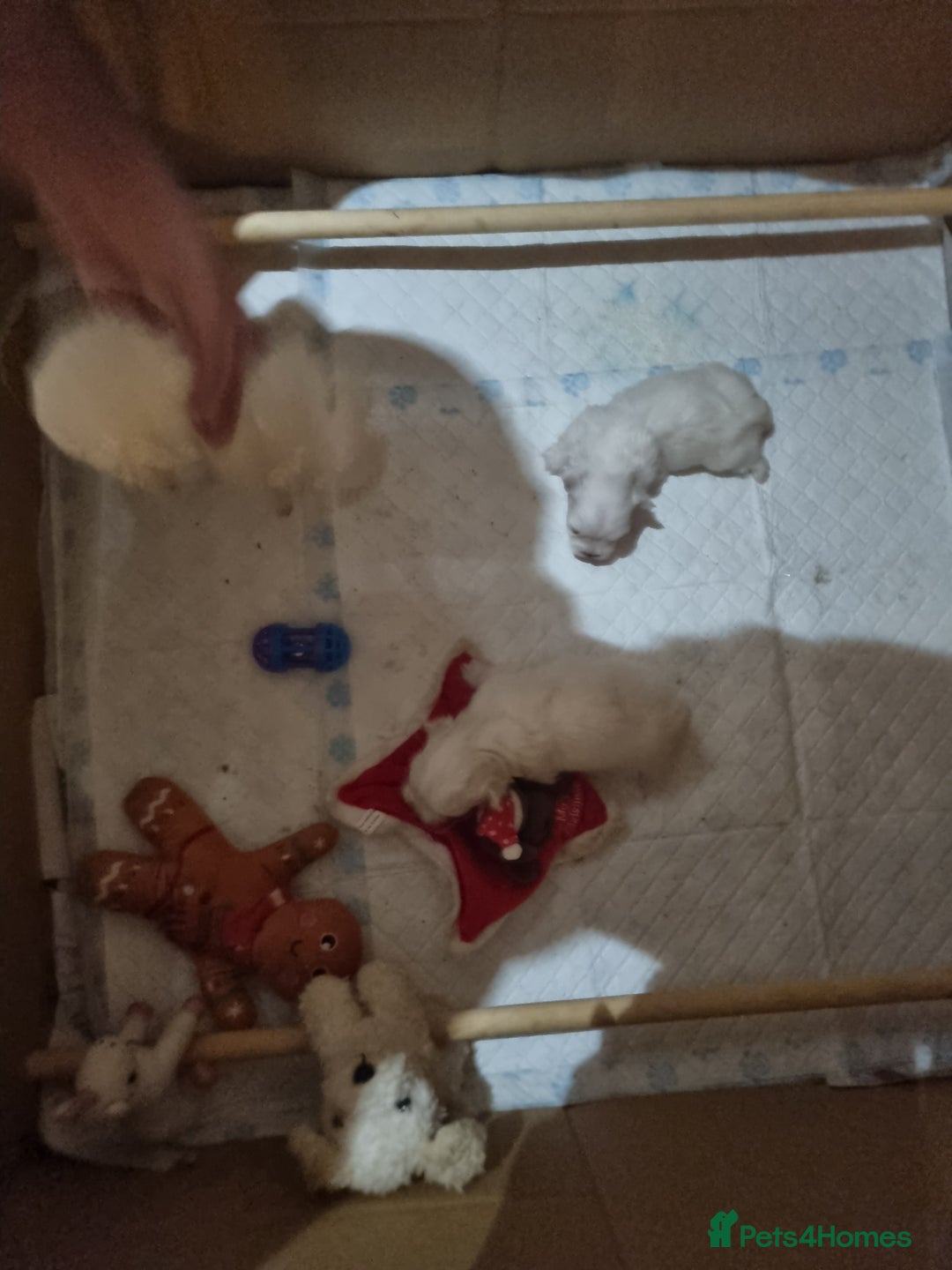 Maltese dogs for sale: Beautiful miniature maltese puppies  - Image 3