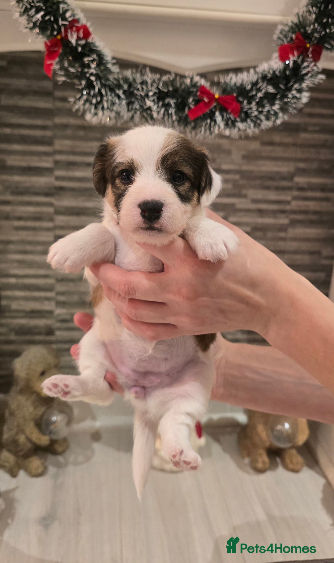 Mixed Breed dogs for sale: Five beautiful Jack Russel puppies for sale - Advert 10