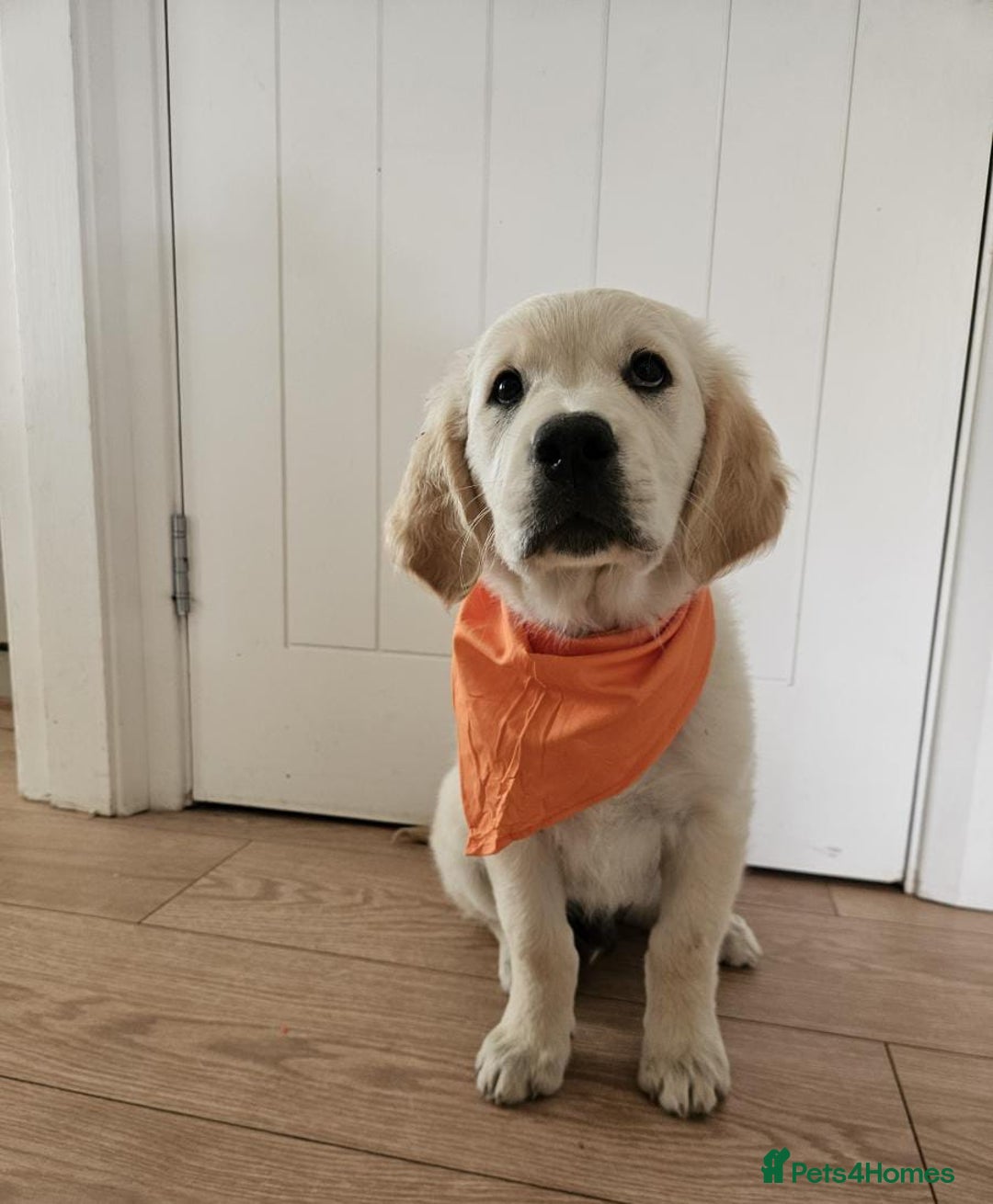 Golden Retriever dogs for sale: Beautiful golden retriever puppies  - Image 4