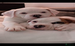 American Bulldog dogs for sale: American Bulldog Puppies – Ready Now! - Image 1