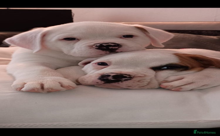 American Bulldog dogs - Advert 2