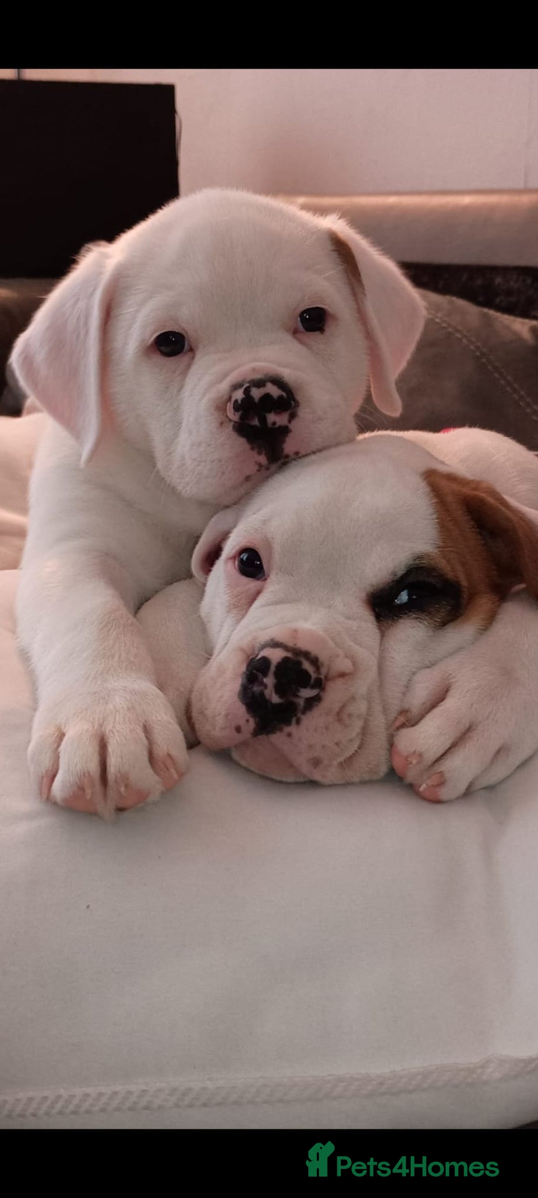 American Bulldog dogs for sale: American Bulldog Puppies – Ready Now! - Image 1