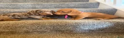 Dachshund dogs for sale: Daushound  - Advert 1