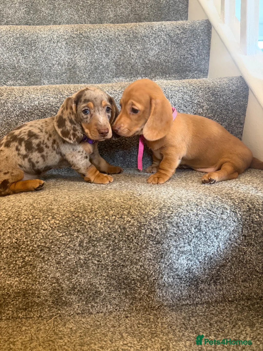 Dachshund dogs for sale: Daushound  - Advert 1
